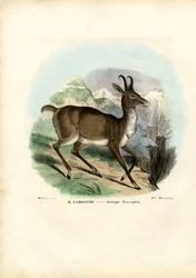 Gamuza, 1863-79